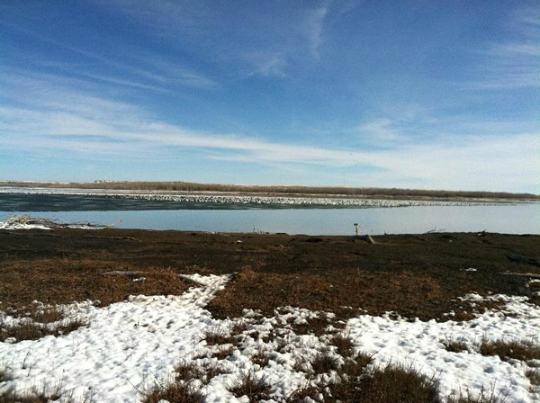 Snow Geese